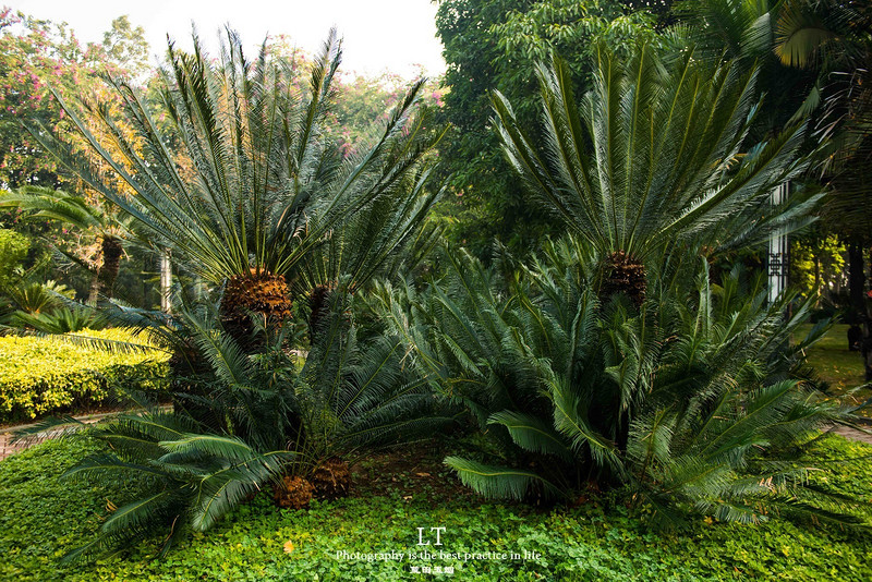 这里铁树开花是家常便饭,还有穿白色V领服的贪吃黑熊
