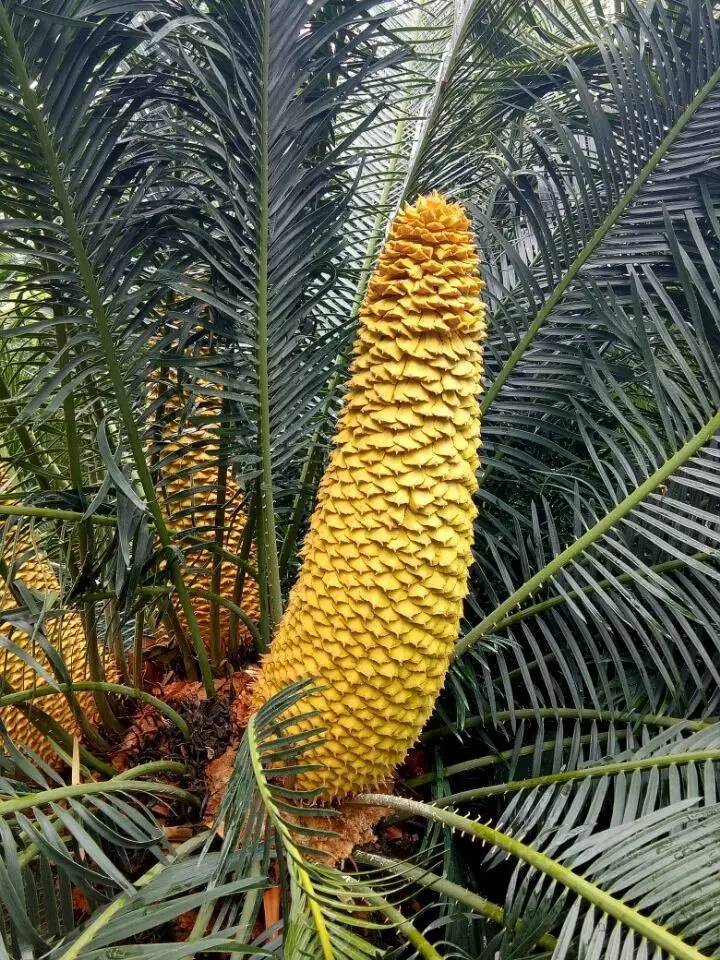 这里铁树开花是家常便饭,还有穿白色V领服的贪吃黑熊