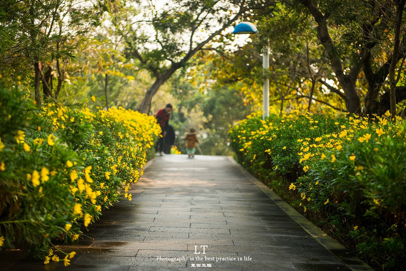 这里铁树开花是家常便饭,还有穿白色V领服的贪吃黑熊