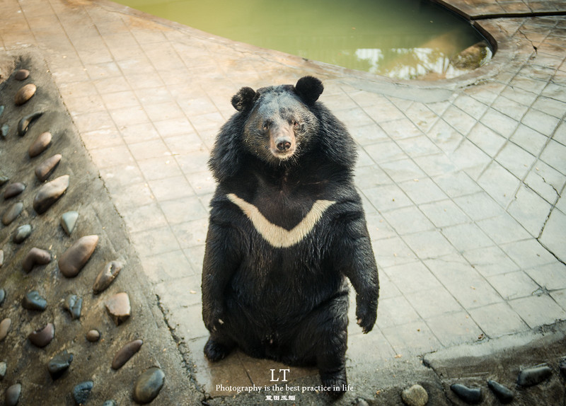 这里铁树开花是家常便饭,还有穿白色V领服的贪吃黑熊