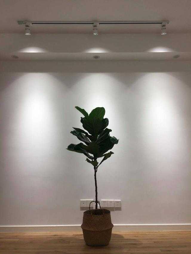 很多人眼中白蜡木纹路太显眼，不好看？这位业主的家一改你的印象