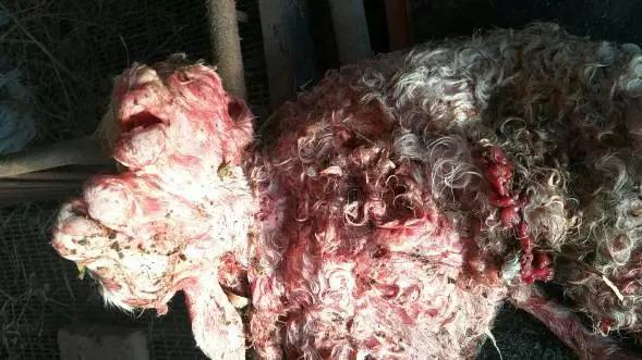 张家口羊房堡怪事,张家口十大怪物