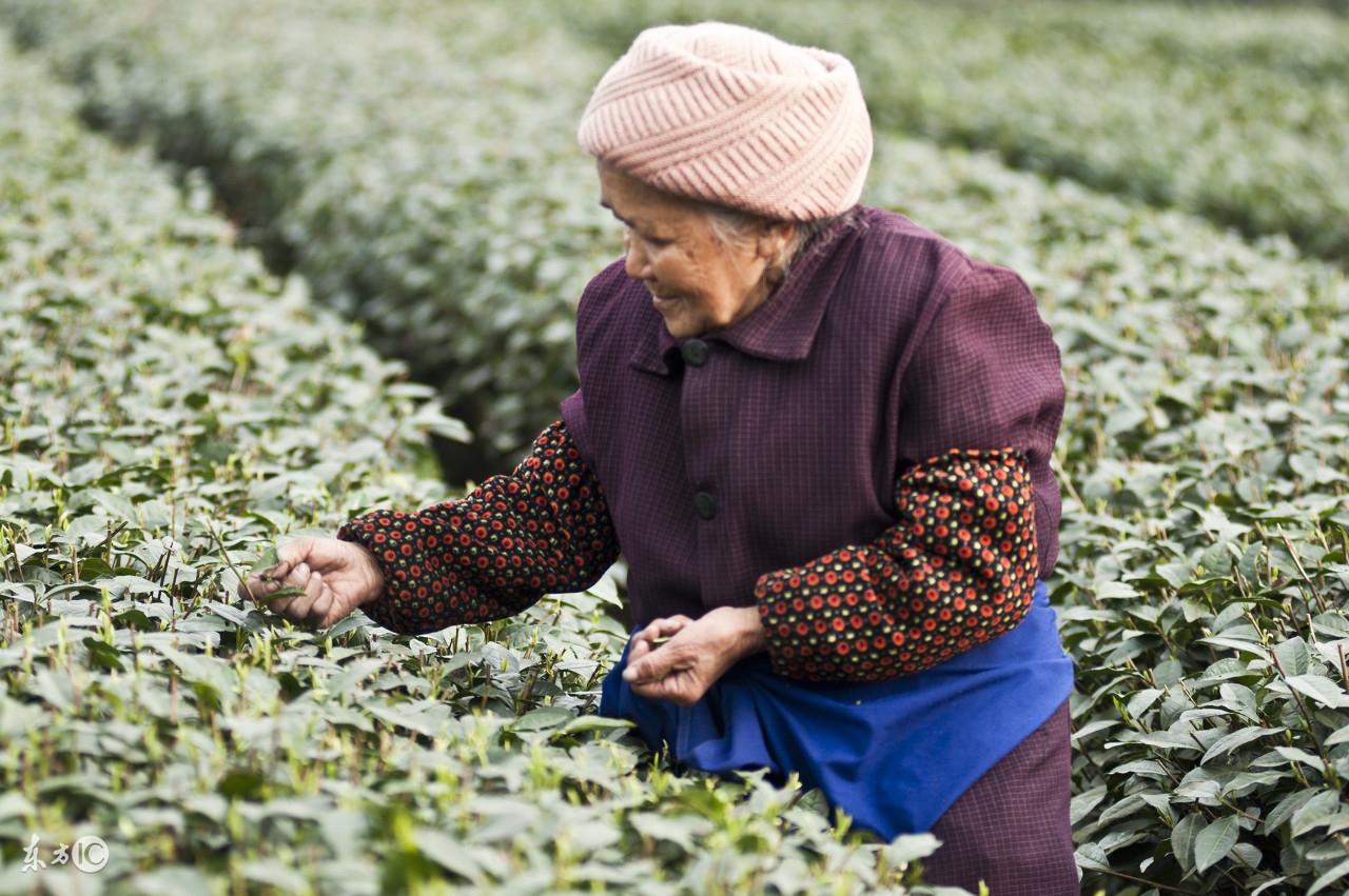 金坛雀舌茶如何冲泡,九龙营养课堂