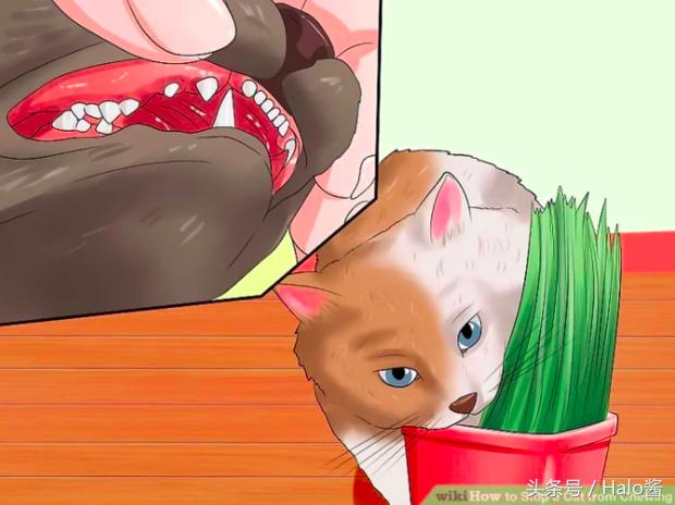 防止猫咪咬伤的衣服,怎么防止猫咪咬烂手术服