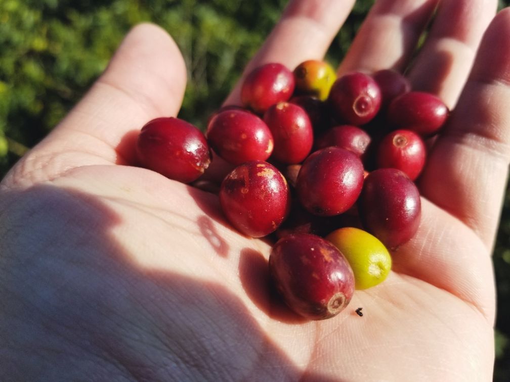 保山小粒咖啡市场分析,云南保山小粒咖啡