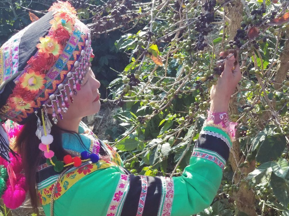 保山小粒咖啡市场分析,云南保山小粒咖啡