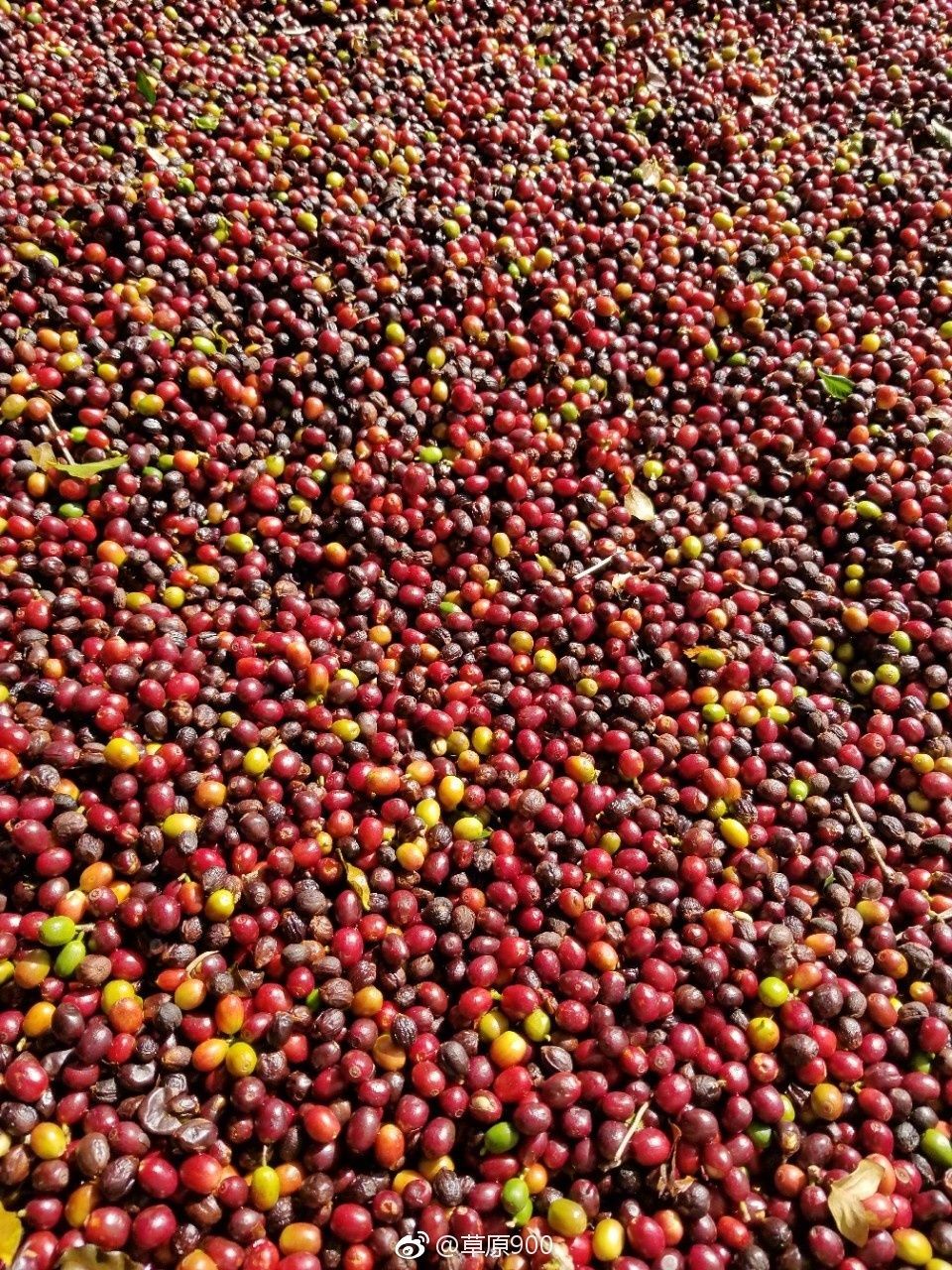 保山小粒咖啡市场分析,云南保山小粒咖啡