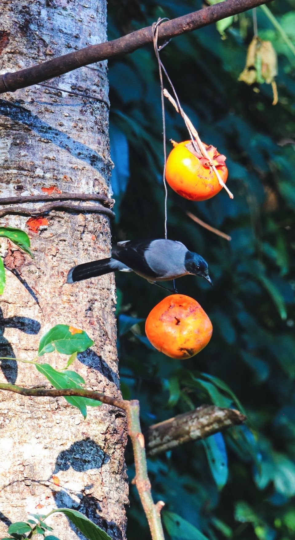 保山小粒咖啡市场分析,云南保山小粒咖啡
