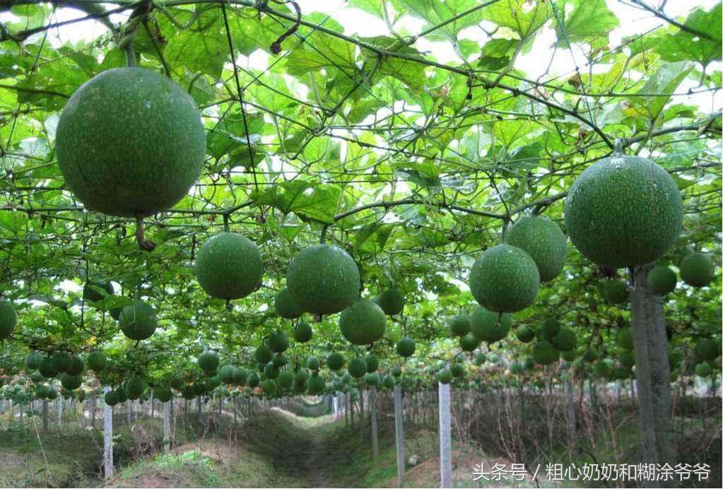 2018农村创业项目参考：种植瓜蒌，一年种植多年受益，赚钱轻松！