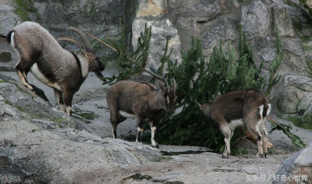 明星圣诞节趣事,圣诞节的10件事