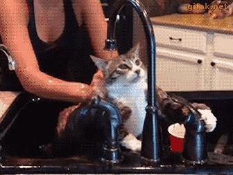 给猫咪洗澡时怎样能让它不反抗,给猫咪洗澡难不难