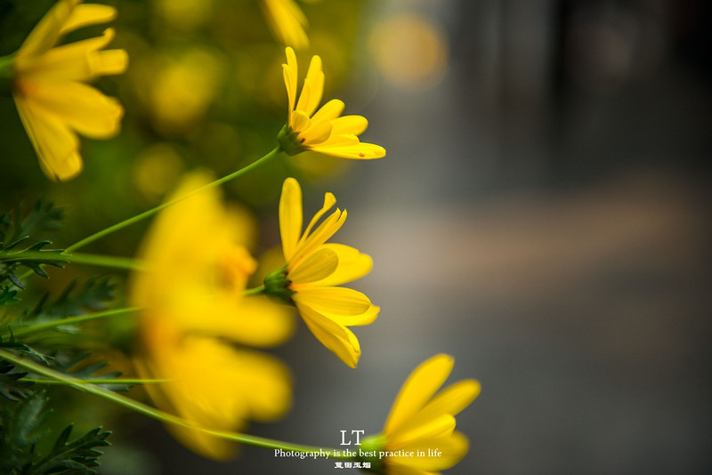 这里铁树开花是家常便饭,还有穿白色V领服的贪吃黑熊