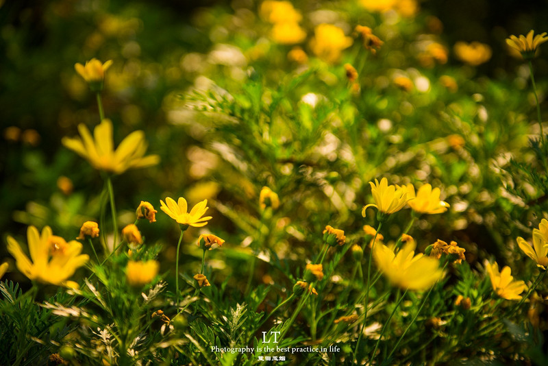 这里铁树开花是家常便饭,还有穿白色V领服的贪吃黑熊