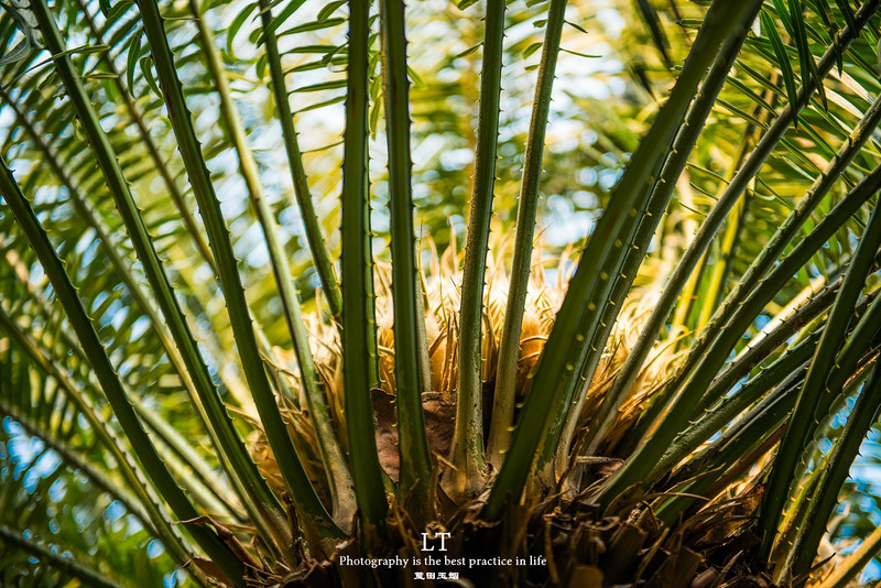 这里铁树开花是家常便饭,还有穿白色V领服的贪吃黑熊