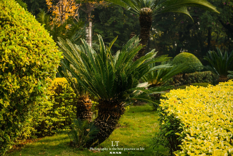 这里铁树开花是家常便饭,还有穿白色V领服的贪吃黑熊