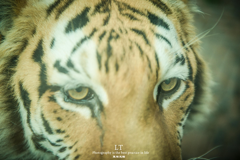 这里铁树开花是家常便饭,还有穿白色V领服的贪吃黑熊