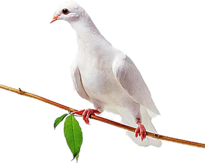 种鸽作育之前如何调理