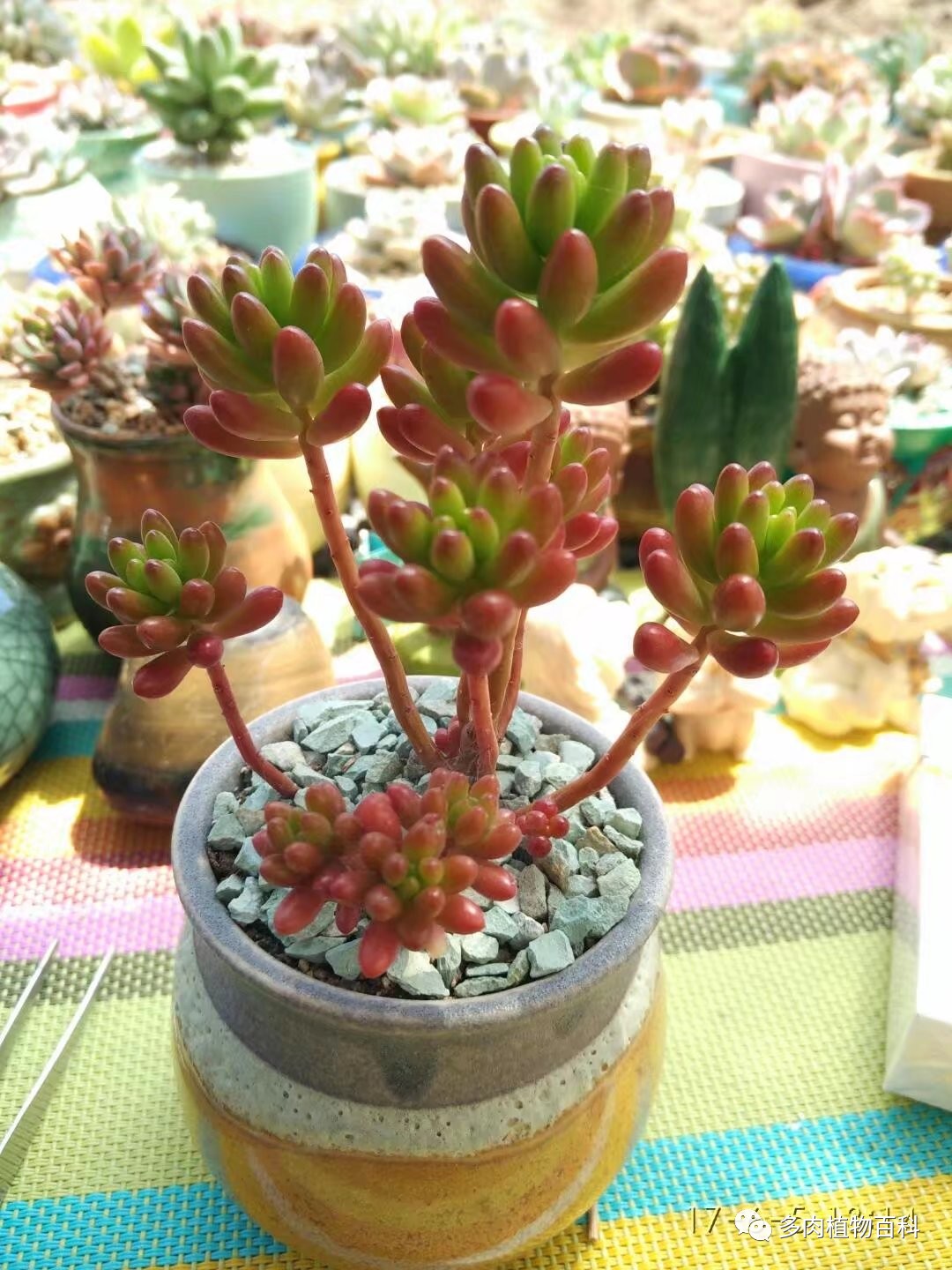 多肉的种植笔记,多肉知识大总结