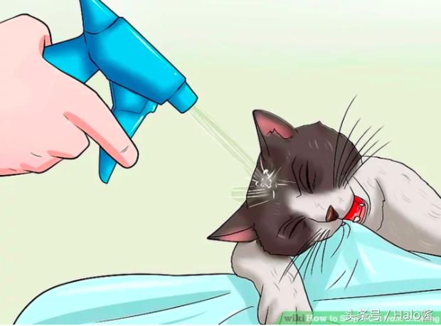 防止猫咪咬伤的衣服,怎么防止猫咪咬烂手术服