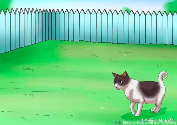 防止猫咪咬伤的衣服,怎么防止猫咪咬烂手术服