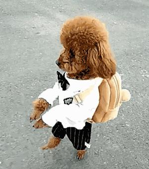 狗髌骨脱位的正确锻炼方法,狗髌骨脱位可以找人正骨吗