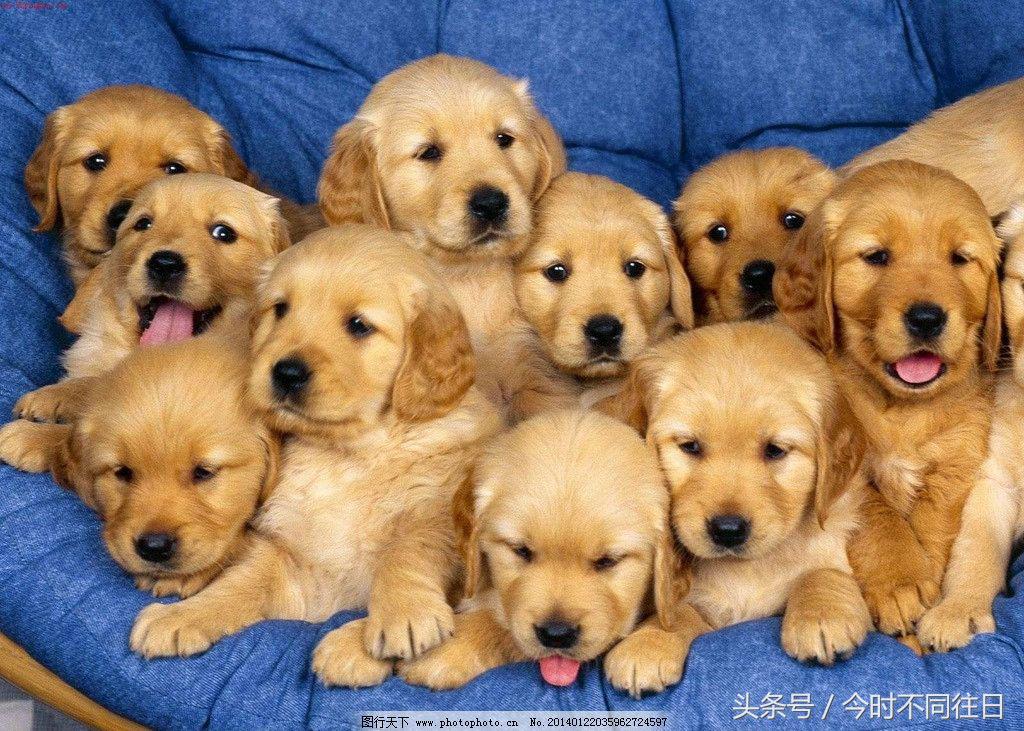 生肖属狗的今年今日运势,属狗今年最好运势是几月