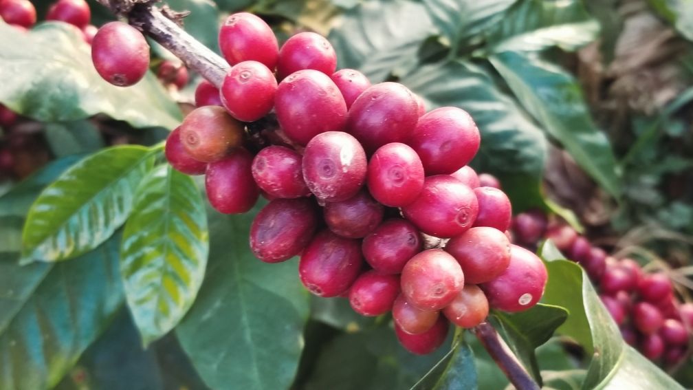 保山小粒咖啡市场分析,云南保山小粒咖啡