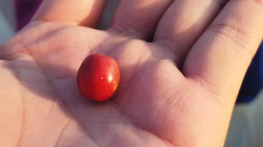 保山小粒咖啡市场分析,云南保山小粒咖啡