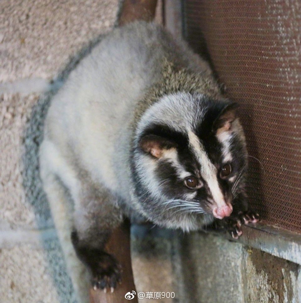 保山小粒咖啡市场分析,云南保山小粒咖啡