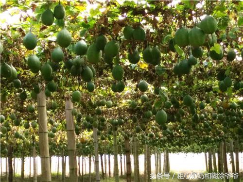 2018农村创业项目参考：种植瓜蒌，一年种植多年受益，赚钱轻松！