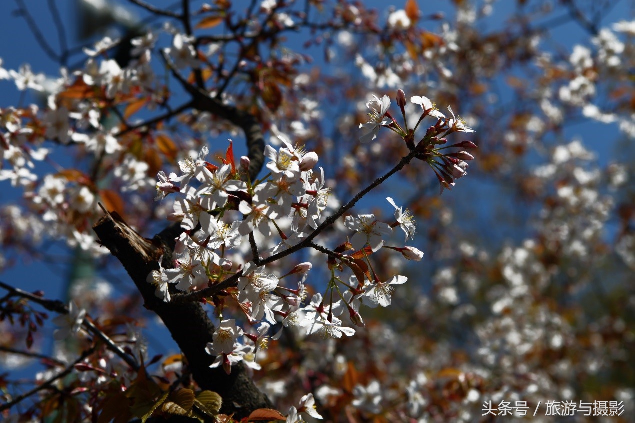 布拉格走马观城,走马观城林茨茨