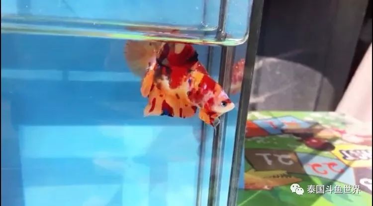 泰国斗鱼拍卖最新视频,泰国斗鱼拍卖直播现场