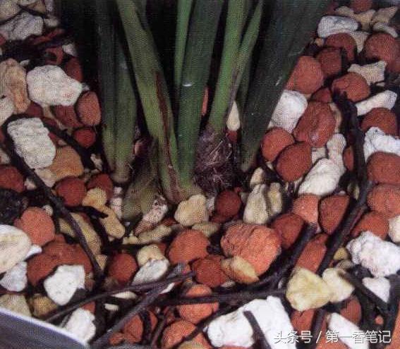 兰草镰刀菌,养兰病虫害防治技巧