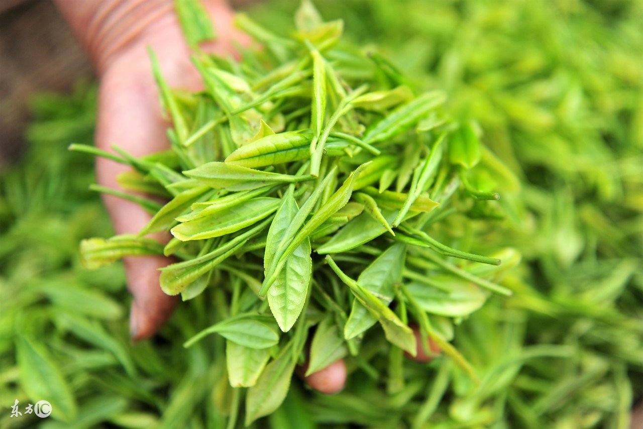 缁胯尪鎬庝箞鍠濆鑳冧笉浼よ儍,濂戒竴鐐圭殑缁胯尪涓嶄激鑳冨悧