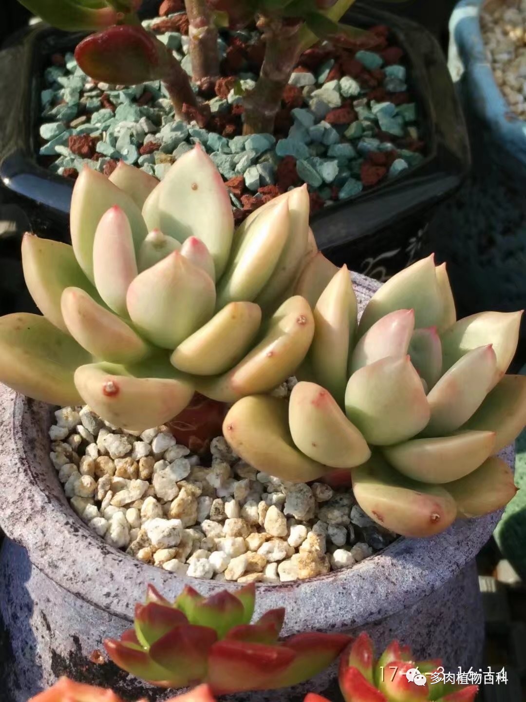 多肉的种植笔记,多肉知识大总结