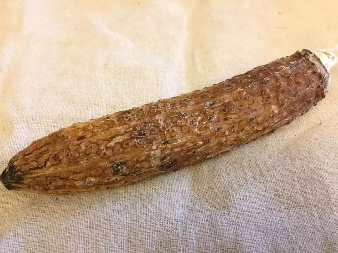 一根苦瓜茶的故事:看到最后忍不住想“暴打”习茶君