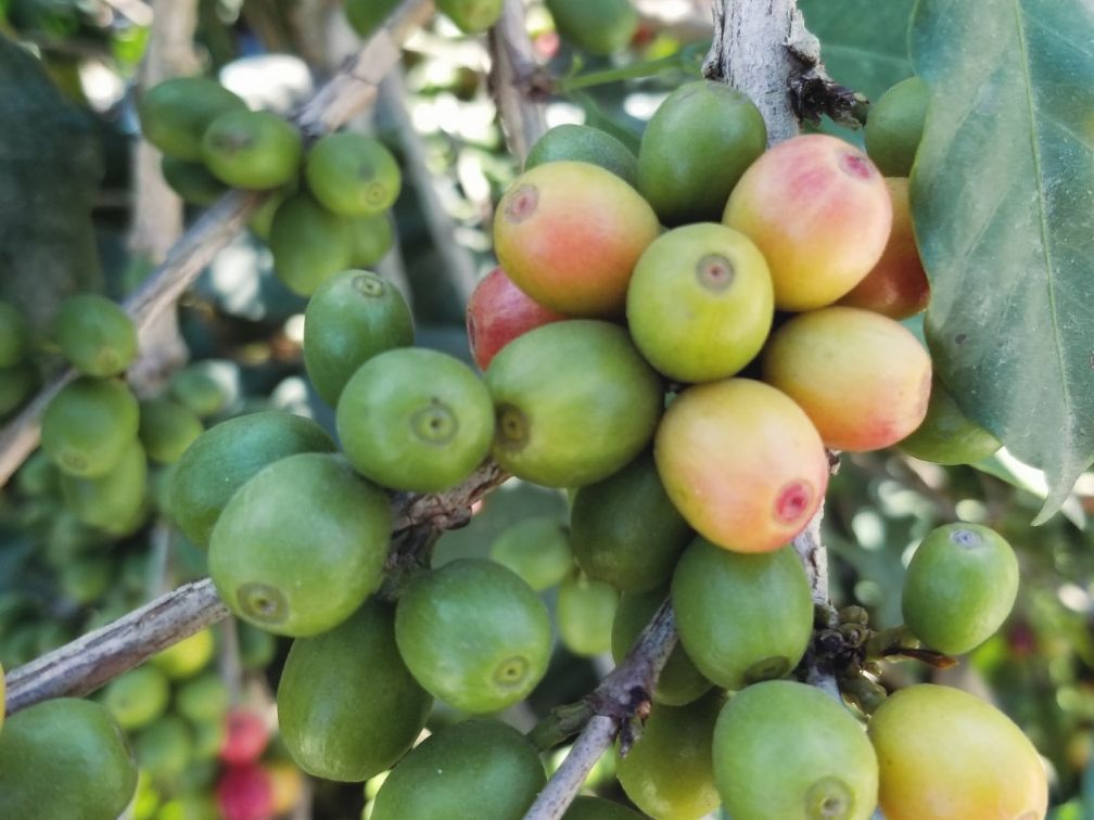 保山小粒咖啡市场分析,云南保山小粒咖啡