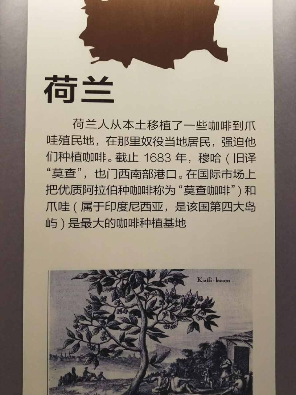 保山小粒咖啡市场分析,云南保山小粒咖啡