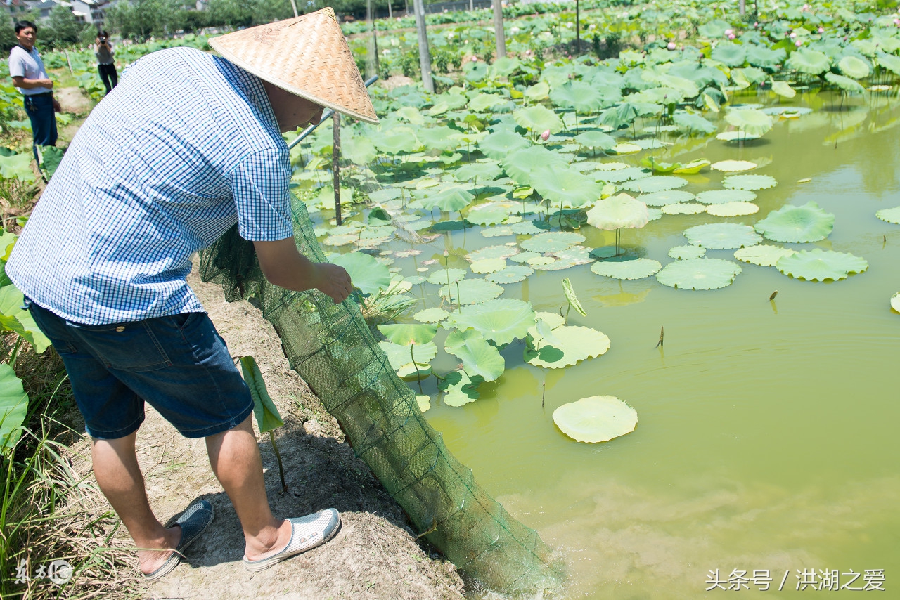所有抓捕泥鳅的方法图片,泥鳅怎么抓捕