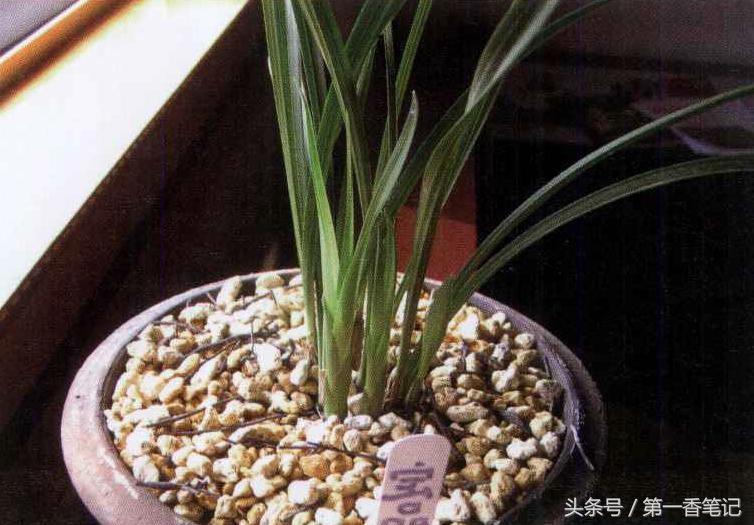 兰草镰刀菌,养兰病虫害防治技巧