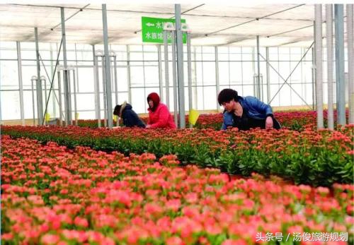 教你如何种植好花卉,夏季适合种植的花卉