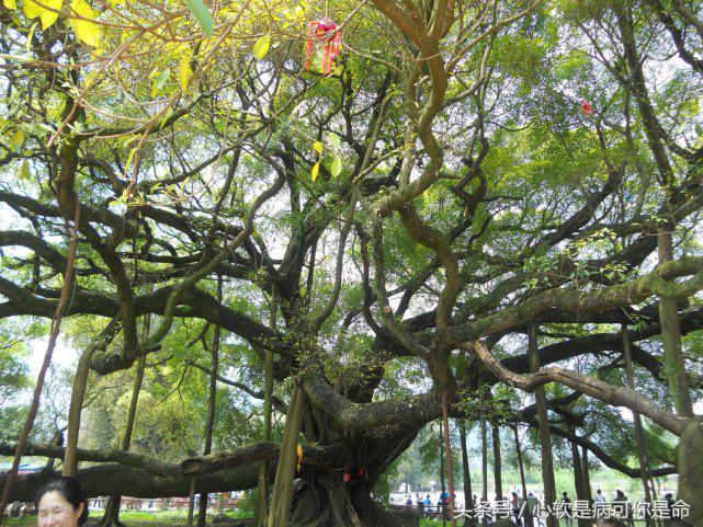 阳朔世外桃源真的美,阳朔美得那么平静