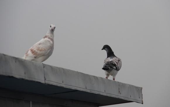 信鸽回巢的正确方法,信鸽比赛归巢后怎么管理