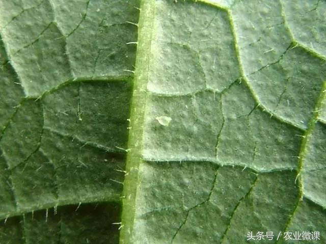 西瓜被“青虫”啃了怎么办?快看这些药剂