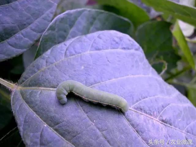 西瓜被“青虫”啃了怎么办?快看这些药剂