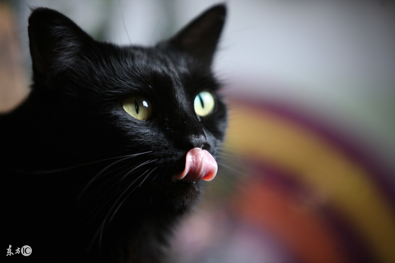 猫咪舔你的意思，我猜你可能不知道