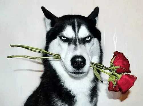 哈士奇千千万，目前网上的“网红”哈士奇是哪条呢？