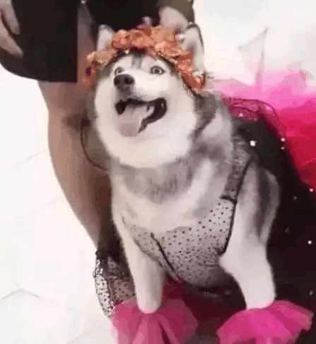 哈士奇千千万，目前网上的“网红”哈士奇是哪条呢？