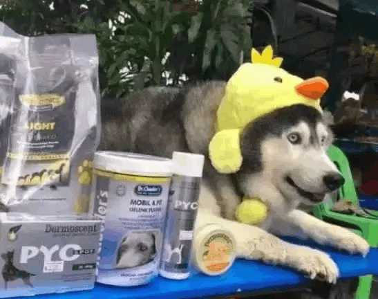 哈士奇千千万，目前网上的“网红”哈士奇是哪条呢？