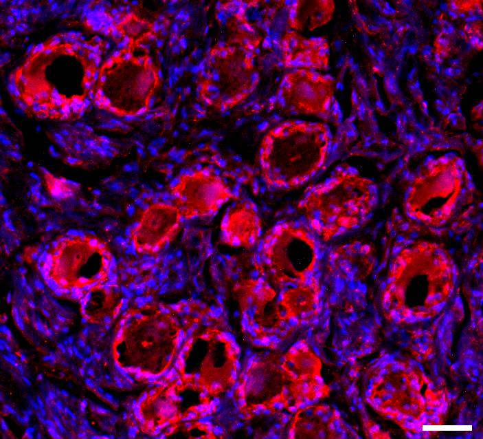 2019年science十大科学突破,science2017十大科学进展